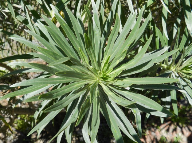 Echium leucophaeum - anaganneidonkielen lehdet ympäröivät vartta kierteisesti ja tiheästi. Ne ovat suikeat tai lähes tasasoukat ja ruodilliset sekä haaran kärkiosassa ruodittomat. Alemmat lehdet ovat ruotineen tavallisesti noin 6-15 cm pitkät ja leveimmältä kohtaa noin 0,5-1,2 cm leveät. Ruodin osuus on noin 0,5-1,5 cm ja se levenee tasaisesti lehtilavaksi niin, että rajaa on usein vaikea osoittaa. Espanja, Kanariansaaret, Teneriffa, itäosa, Anagan niemimaan kaakkoinen rannikkovuoristo, Santa Cruz de Tenerife, Igueste de San Andrés, El Semáforon vuoripolku, n. 400 m mpy, 25.3.2013. Copyright Hannu Kämäräinen.