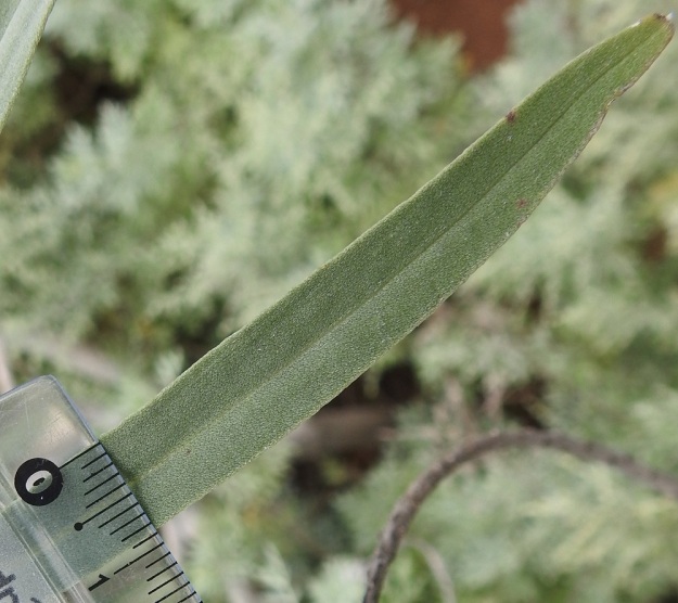 Echium leucophaeum - anaganneidonkielen lehdet ovat lähes aina enintään 1,2 cm leveät. Tarkemmin katsottaessa niissä löytyy kuitenkin useammanlaista vaihtelevuutta. Kuvan lehti on lähes tasasoukka, tylppäkärkinen ja harmaanvihreä. Sitä peittää tiheä, lyhyt ja pinnanmyötäinen karvoitus. Laidoissa ei ole pitempää karvoitusta tai ripsiä. Kanariansaaret, Teneriffa, itäosa, Anagan niemimaan pohjoisrannikko, San Cristóbal de la Laguna, Punta del Hidalgosta Chinamadaan nousevan vaelluspolun varsi, n. 300 m mpy, 27.3.2018. Copyright Hannu Kämäräinen.