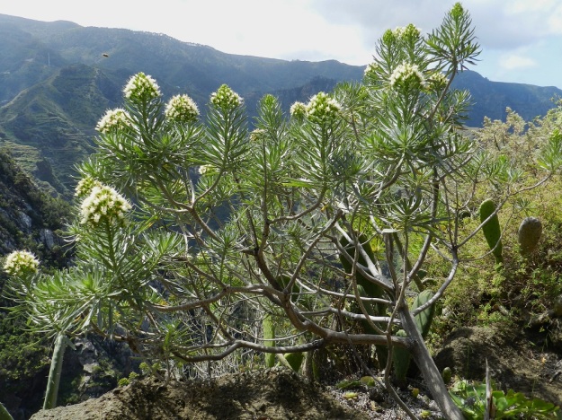 Echium leucophaeum - anaganneidonkieli on enimmillään noin 2 m korkea pensas, jota suomalaisen nimensä mukaisesti tavataan vain Sierra de Anaga -vuoriston etelä- ja pohjoisrinteillä. Kanariansaaret, Teneriffa, itäosa, Anagan niemimaan pohjoisrannikko, San Cristóbal de la Laguna, Punta del Hidalgosta Chinamadaan nousevan vaelluspolun varsi, n. 600 m mpy, 27.3.2013. Copyright Hannu Kämäräinen.