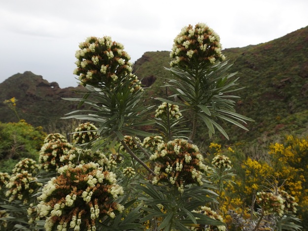 Echium leucophaeum - anaganneidonkielen kukinto on tiheähaarainen ja yleensä korkeuttaan leveämpi. Se on tavallisesti noin 5-10 cm pitkä sekä noin 7-15 cm leveä. Kanariansaaret, Teneriffa, itäosa, Anagan niemimaan pohjoisrannikko, San Cristóbal de la Laguna, Punta del Hidalgosta Chinamadaan nousevan vaelluspolun varsi, n. 400-500 m mpy, 27.3.2018. Copyright Hannu Kämäräinen.