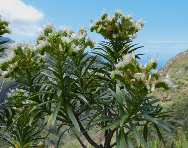 Echium leucophaeum - anaganneidonkieli (toisin kuin lähilaji teneriffanneidonkieli, E. giganteum) yleensä haaroo monioksaisesti haaran kärkikukinnon alapuolelta. Kun tämä toistuu useana vuotena, pensaisiin rakentuu haarojen monikerroksisuus. Kanariansaaret, Teneriffa, itäosa, Anagan niemimaan pohjoisrannikko, San Cristóbal de la Laguna, Punta del Hidalgosta Chinamadaan nousevan vaelluspolun varsi, n. 600 m mpy, 27.3.2013. Copyright Hannu Kämäräinen.