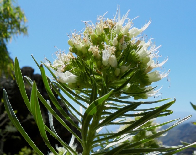 Echium leucophaeum - anaganneidonkielen lehdet ja kukinnot sijoittuvat haarojen kärkiosaan, joka ei puudu kokonaan, vaan kuihtuu kukinnan jälkeen. Kukintohaarat ovat lehtihankaisia ja karhean sukaskarvaisia. Kanariansaaret, Teneriffa,  itäosa, Anagan niemimaan kaakkoinen rannikkovuoristo, Santa Cruz de Tenerife, Igueste de San Andrés, El Semáforon vuoripolku, n. 400 m mpy, 25.3.2013. Copyright Hannu Kämäräinen.