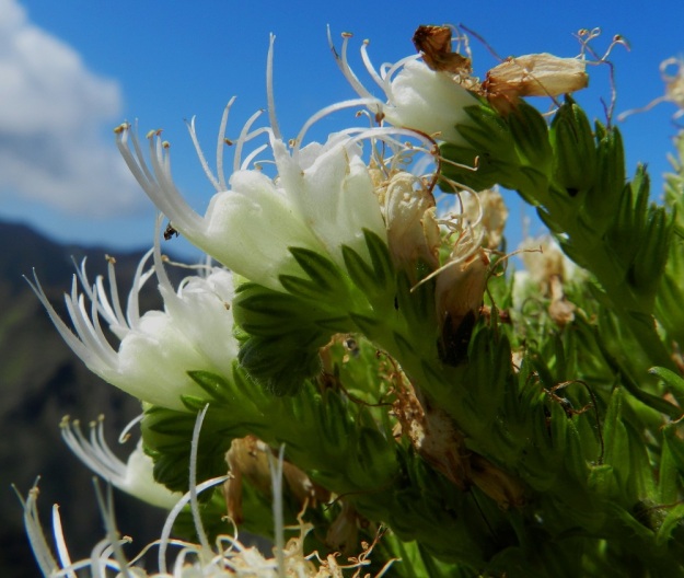 Echium leucophaeum - anaganneidonkielen kukat ovat suvulle ominaisesti haaroissa yläpinnalla. Haarat ovat aluksi alaspäin kaartuvia kiemuroita, jotka oikenevat kukinnan edetessä. Kukkien tyvellä, haaran alapuolella, on noin 3-10 mm pitkä ja teräväkärkinen tukilehti. Kukkaperä on noin 1 mm pitkä. Kanariansaaret, Teneriffa, itäosa, Anagan niemimaan pohjoisrannikko, San Cristóbal de la Laguna, Punta del Hidalgosta Chinamadaan nousevan vaelluspolun varsi, n. 600 m mpy, 27.3.2013. Copyright Hannu Kämäräinen.