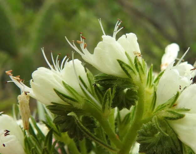 Echium leucophaeum - anaganneidonkielen kukan verhiö on melkein tyveen asti viisiliuskainen. Liuskat ovat suikeita tai lähes neulasmaisia ja noin 4-5 mm pitkiä Kukkaperät, tukilehdet ja verhiöt ovat karhean sukaskarvaisia. Teriö on suppilomainen, päästään viisiliuskainen ja karvainen. Se on tavallisesti torvineen noin 9-11 mm pitkä ja yläosastaan noin 6-7 mm leveä sekä sivuttain litistynyt. Teriönliuskat ovat noin 2-3 mm pitkiä ja pyöreäpäisiä. Heteitä on viisi ja niiden palhot ovat selvästi teriötä pitemmät. Emi on kaksiluottinen ja sen vartalo on karvainen ja myös selvästi teriötä pitempi. Kanariansaaret, Teneriffa, itäosa, Anagan niemimaan pohjoisrannikko, San Cristóbal de la Laguna, Punta del Hidalgosta Chinamadaan nousevan vaelluspolun varsi, n. 300 m mpy, 27.3.2018. Copyright Hannu Kämäräinen.