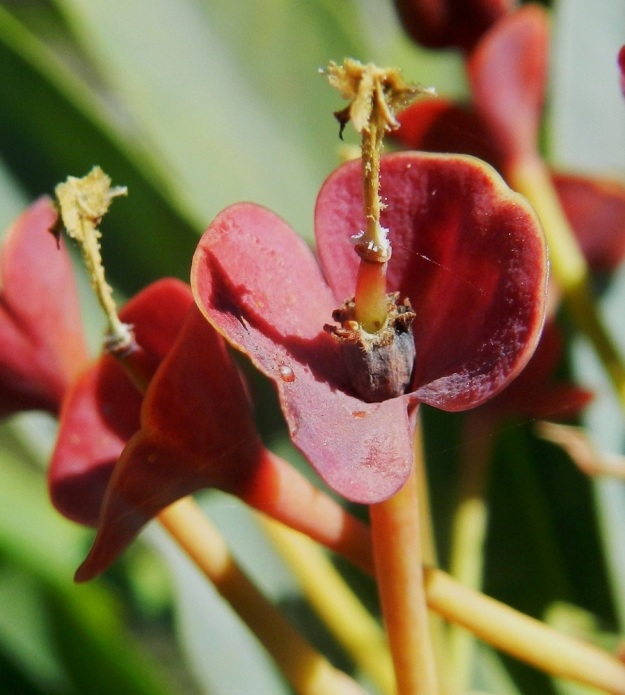 Euphorbia atropurpurea - purppuratyräkin kodasta jää lohkojen auettua jäljelle keskiranka ja pystyyn noussut, paksu perä. Lakastuneesta kukinnosta on nähtävillä yleensä piiloon jäävä valekukan maljamainen, tummanpunainen suojus. Se on tavallisesti noin 3-4 mm pitkä ja yläosastaan noin 2,5-3 mm leveä. Reunan mesiäislevyt ovat jo kuihtuneet. Kanariansaaret, Teneriffa, luoteisosa, Santiago del Teide, Teno-vuoristo, Masca, Mascan rotkon yläosa, vajaat 500 m mpy. 30.3.2013. Copyright Hannu Kämäräinen.