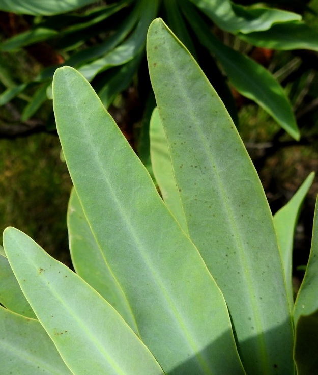 Euphorbia atropurpurea - purppuratyräkin lehdet ovat molemmin puolin sinivihreät ja kärjestään lyhyesti suippenevat tai pyöreähköt. Laita on ehyt ja reunat kellertävät. 3.4.2018. Copyright Hannu Kämäräinen.