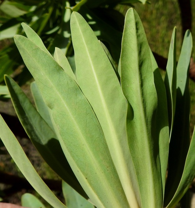 Euphorbia atropurpurea - purppuratyräkin lehdet ovat kaljut, kuten koko pensas muutenkin. Ylä- ja alapinta eivät juuri poikkea toisistaan. 3.4.2018. Copyright Hannu Kämäräinen.