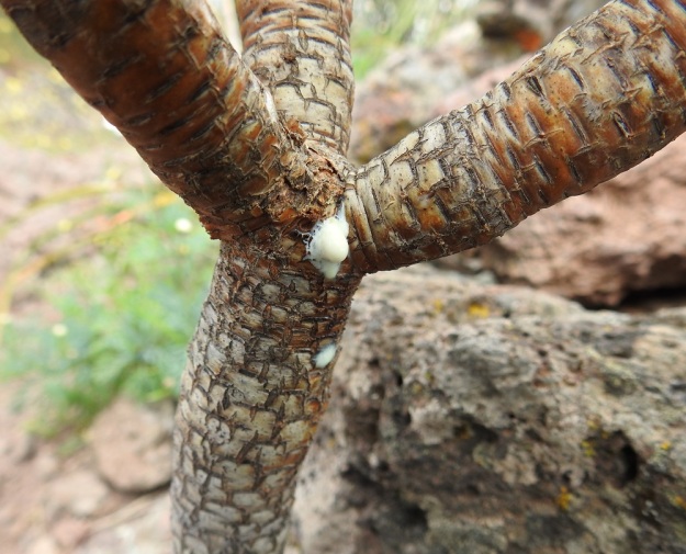 Euphorbia atropurpurea - purppuratyräkin haarat ovat hyvin tiheästi lehtiarpien kirjavoimat. Koko kasvi sisältää valkoista ja myrkyllistä maitiaisnestettä, joka pirskahtaa pienestäkin vauriosta heti pintaan. 3.4.2018. Copyright Hannu Kämäräinen.