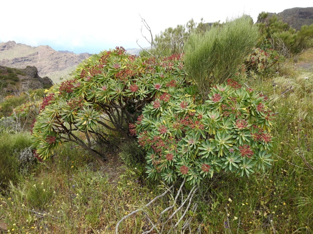 Euphorbia atropurpurea - purppuratyräkki on yleensä noin 70-120 cm korkea pensas. Se on yksi upeimmista Teneriffan endeemisistä lajeista. Pääesiintymäalueena on Teno-vuoristo rinteineen, harjanteineen, rotkoineen ja rantajyrkänteineen noin 100 metristä noin 1 200 metriin saakka mpy. Kanariansaaret, Teneriffa, luoteisosa, Santiago del Teide, Teno-vuoristo, Barranco de Mascan ja Barranco del Nateron välinen Lomo de Tabladan selänne, n. 1 000 m mpy. 3.4.2018. Ellei toisin mainita, kuvat ovat samalta selänteeltä. Copyright Hannu Kämäräinen.