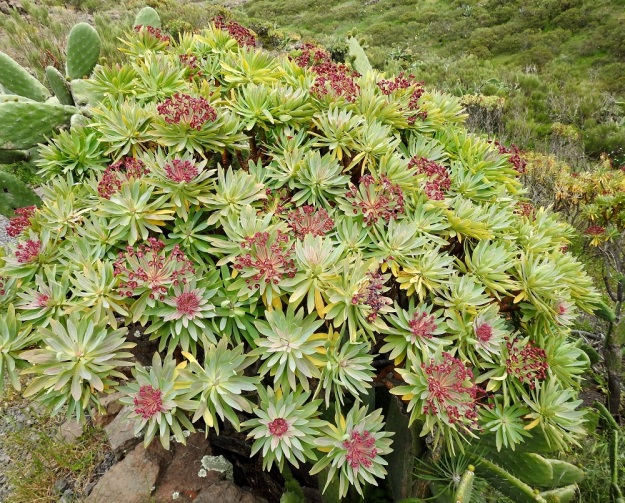 Euphorbia atropurpurea - purppuratyräkki on yleensä tiheä ja kupu- tai puolipallomainen. Kukinnot ovat haarojen kärjessä. 3.4.2018. Copyright Hannu Kämäräinen.