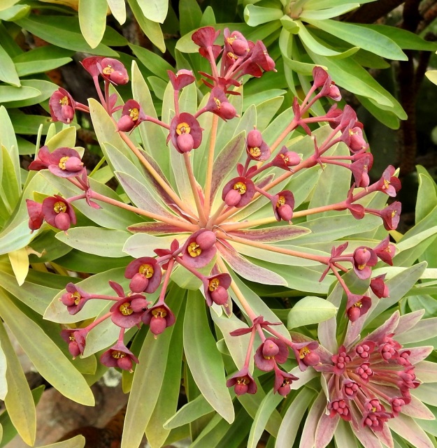 Euphorbia atropurpurea - purppuratyräkin kukintokokonaisuus on useimmiten tummanpunainen. Se koostuu useiden kukkamaisten kukintojen muodostamasta kaksinkertaisesta sarjasta. Pääsarjassa on säteittäisesti 5-15 haaraa. Ne ovat tukilehdelliset ja useimmiten noin 20-40 mm pitkät. Tukilehdet ovat varsilehtien kaltaiset mutta pienemmät ja enemmän tai vähemmän tumman punertavat. Ulommissa sarjoissa on säteittäisesti noin 3-8 haaraa, mutta yleisimmin haaroja on neljä. Nekin ovat tukilehdelliset ja tavallisesti noin 10-15 mm pitkät. Tukilehdet ovat tummanpunaiset, soikeahkot tai vastapuikeat ja yleensä noin 5-7 mm pitkät. 3.4.2018. Copyright Hannu Kämäräinen.