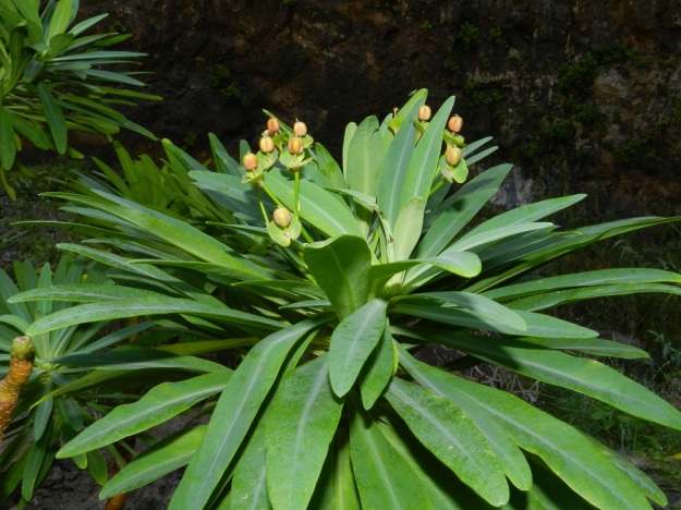 Euphorbia atropurpurea - purppuratyräkistä esiintyy harvinaisena myös muoto f. lutea. Näillä pensailla päämuodon kukinnon ja tukilehtien tummanpunainen väri on korvautunut keltaisella tai kellanvihreällä. Purppuratyräkin lehdet ovat malliltaan lähinnä lusikkamaiset. "Lusikkaosa" on soikean tai leveänsuikean pitkulainen. Lehti on tavallisesti noin 6-12 cm pitkä ja leveimmältä kohtaa noin 1-2,5 cm leveä. Kanariansaaret, Teneriffa, luoteisosa, Santiago del Teide, Teno-vuoristo, Masca, Mascan rotko välillä n. 200-450 m mpy. 30.3.2013. Copyright Hannu Kämäräinen.