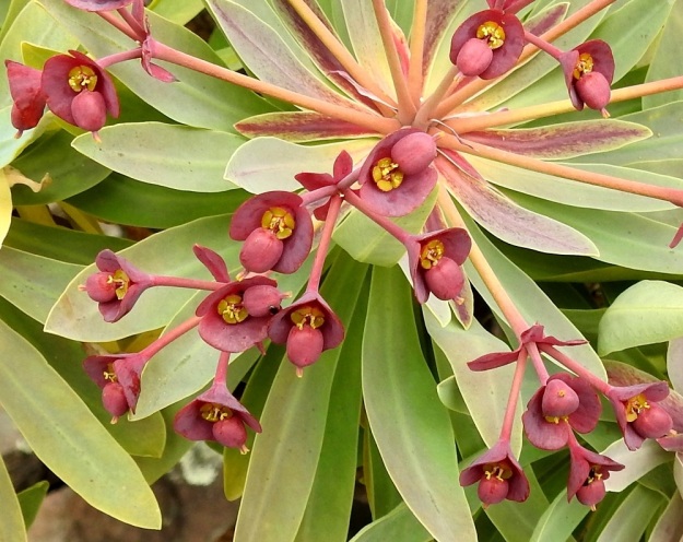 Euphorbia atropurpurea - purppuratyräkin uloimpien haarojen kärjessä, varsinaisen kukinnon tyvellä, on vastakkain oleva, tummanpunainen tukilehtipari. Sen lehdet ovat lähinnä leveän vastapuikeat ja pyöreähköreunaiset sekä ympäröivät kukintoa tiiviin kaulusmaisesti. Ne ovat tavallisesti noin 8-10 mm pitkät ja leveimmältä kohtaa noin 8-12 mm leveät. 3.4.2018. Copyright Hannu Kämäräinen.