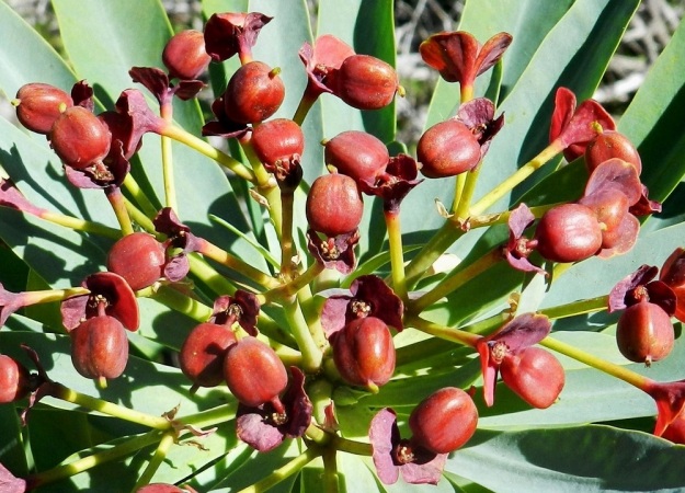 Euphorbia atropurpurea - purppuratyräkin hedelmä on sikiäimestä paisuva, kolmilohkoinen kota, joka on pitkänpyöreä mutta tylpän kolmikulmainen, tummanpunainen tai punaruskea ja sileä. Se on tavallisesti noin 6-7 mm pitkä ja noin 5-6 mm leveä. Kanariansaaret, Teneriffa, luoteisosa, Santiago del Teide, Teno-vuoristo, Masca, Mascan rotkon yläosa, vajaat 500 m mpy. 30.3.2013. Copyright Hannu Kämäräinen.